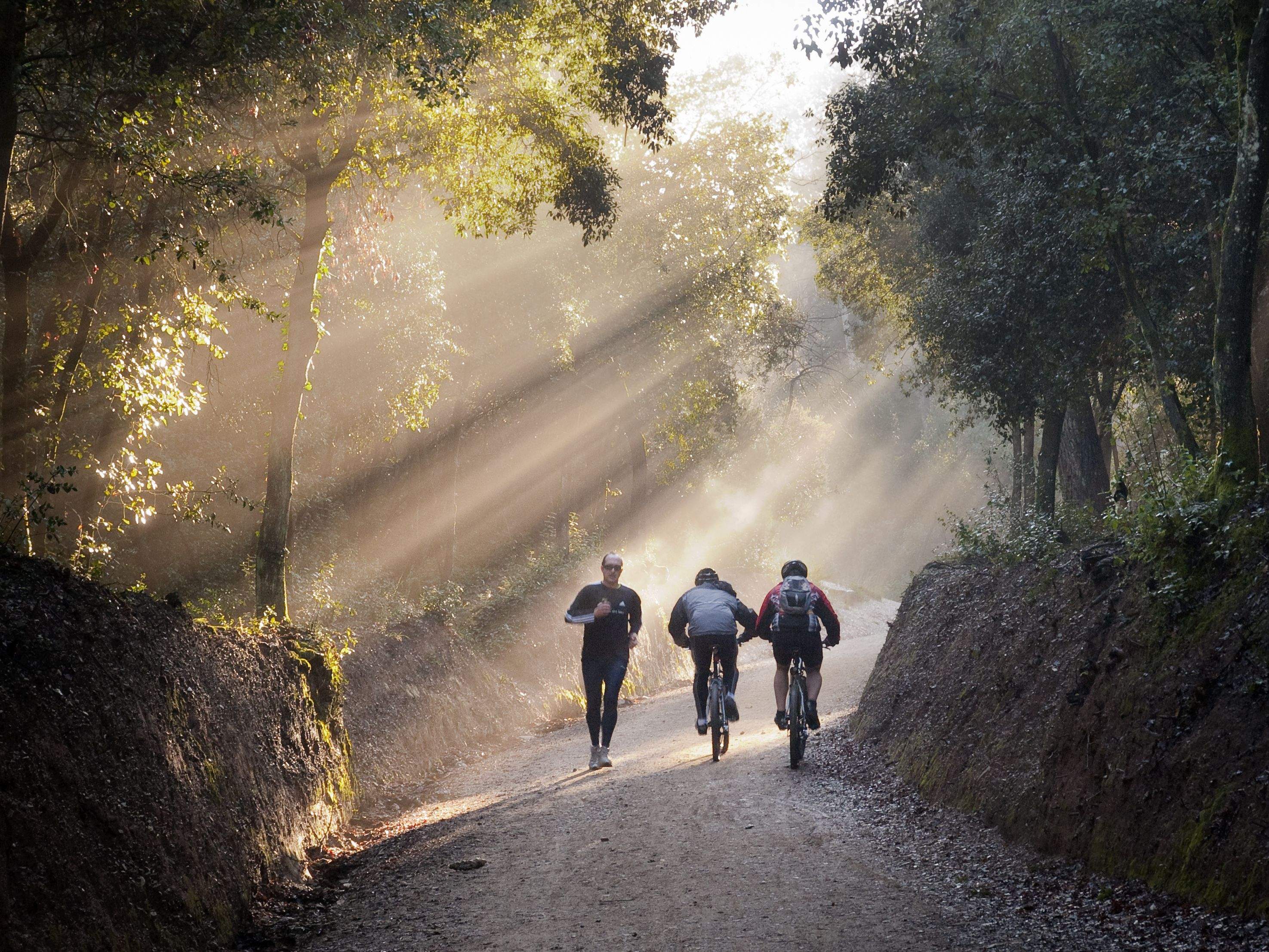 Collserola ofereix un entorn saludable als santcugatencs. FOTO: Artur Ribera