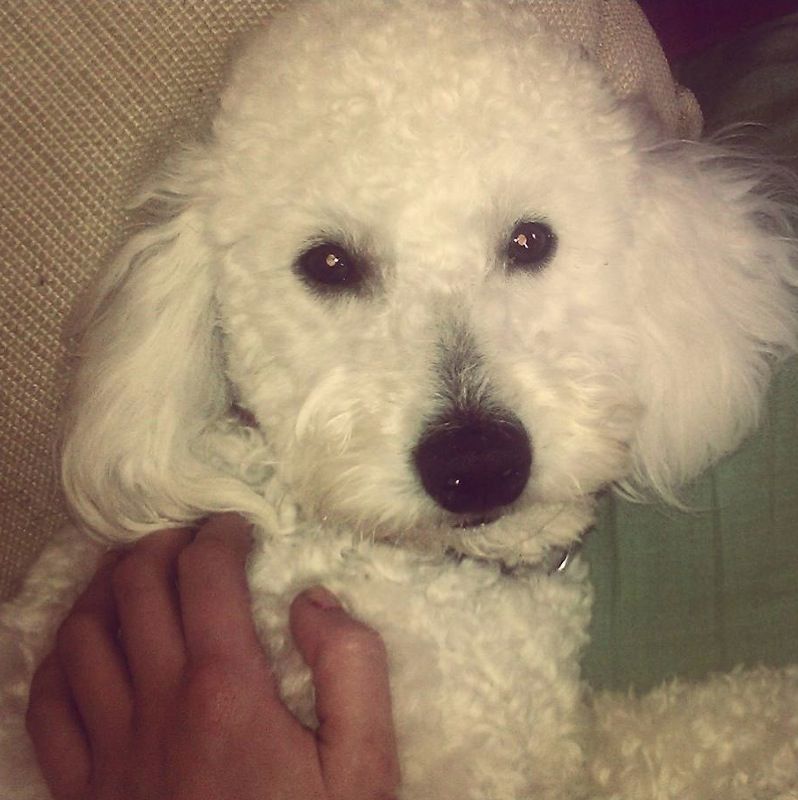 El Duc. FOTO: imatge que la Clara León va penjar a Facebook per informar dels fets