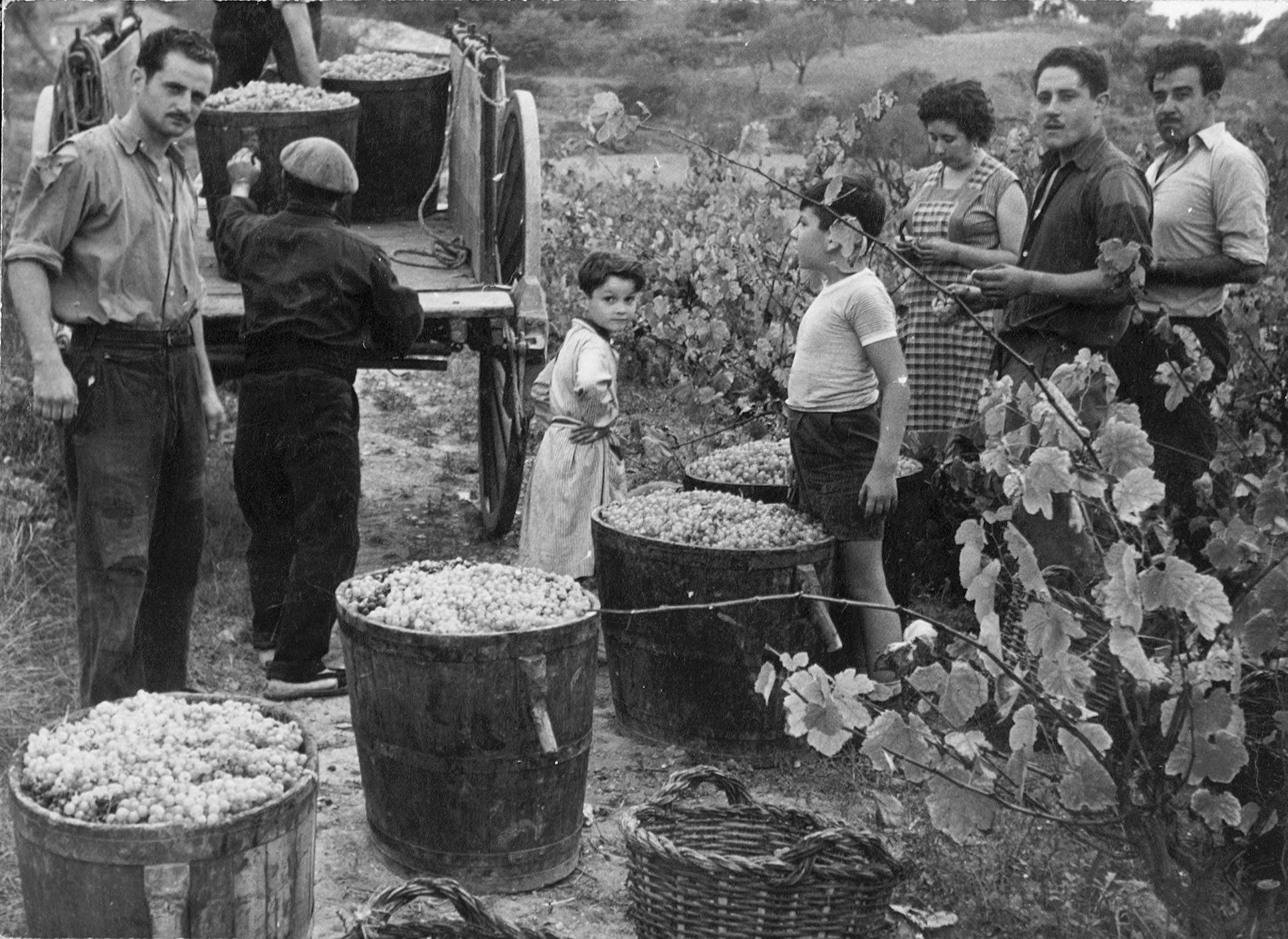 Verema a les vinyes de Can Bell anys 50 Foto: Jordi Bell.