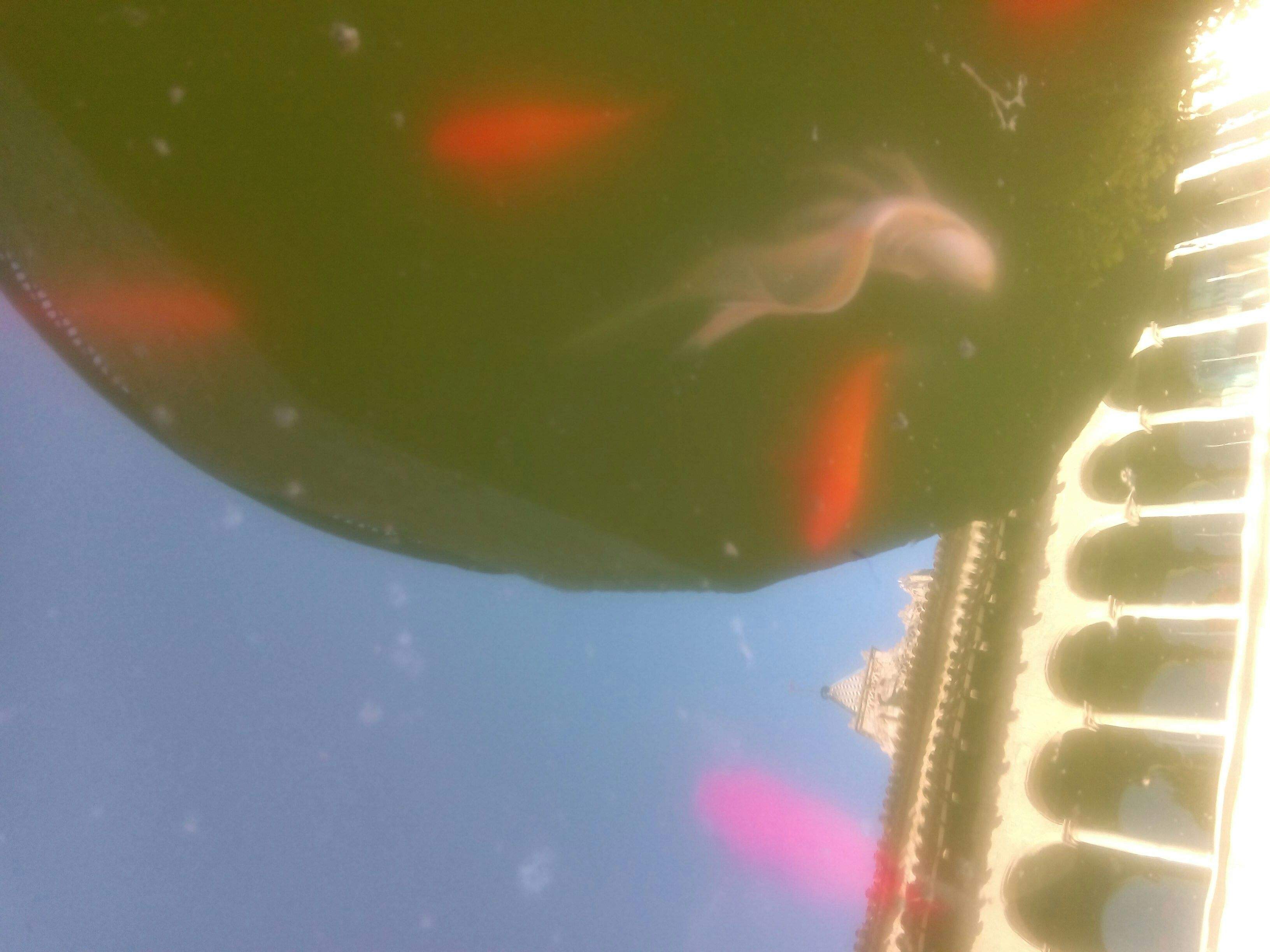 Vivo en el Monasterio