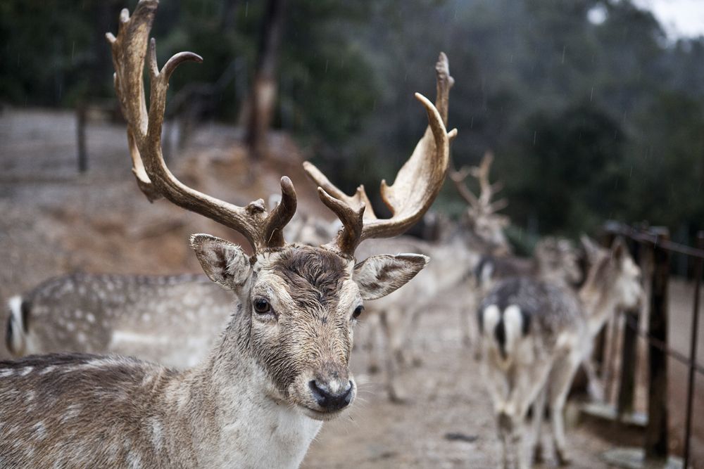 El nucli zoològic de Cal Castillo roman tancat des del mes de gener. FOTO: Artur Ribera