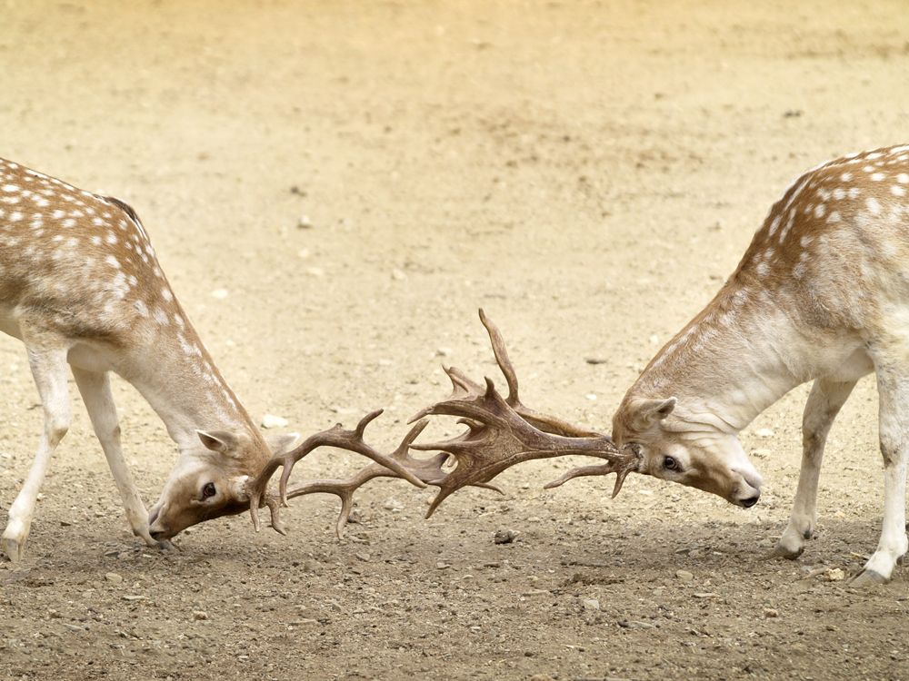 Cal Castillo està tancat al públic des de gener del 2015. FOTO: Artur Ribera