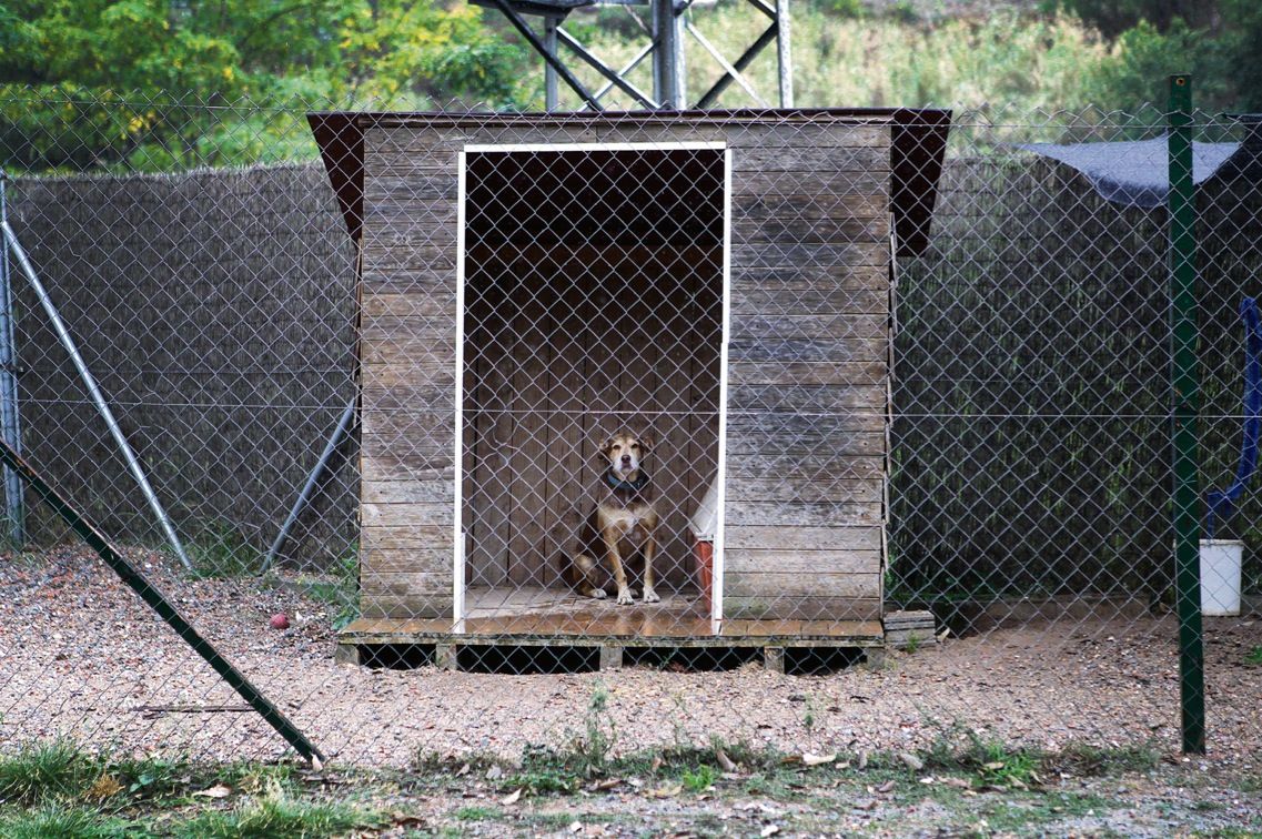 El Cau Amic és el refugi d'animals de Sant Cugat FOTO: Artur Ribera