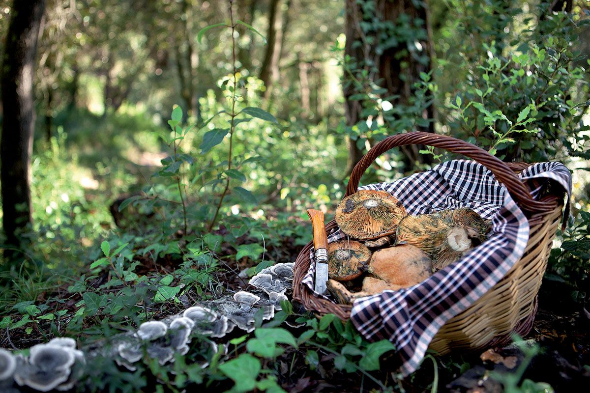 Avui en dia es més dificil aconseguir un cistell com aquest a Collserola. Foto: Artur Ribera