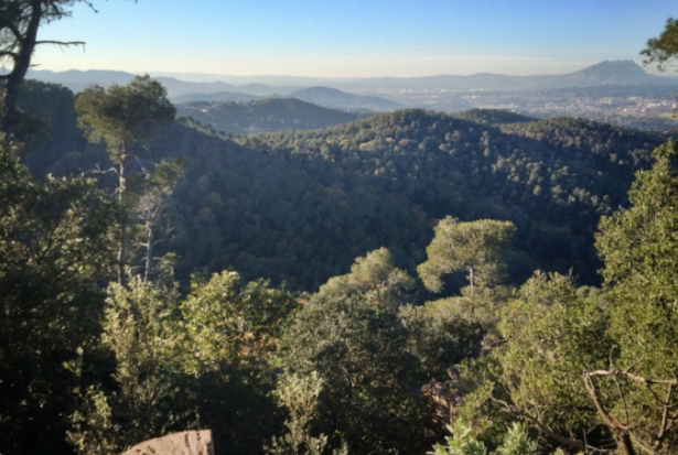 Imatge del Parc Natural de Collserola FOTO: Artur Ribera