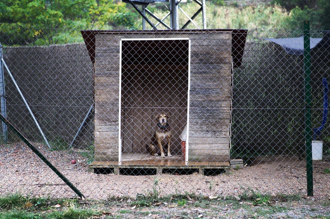 Molts gossos, com la Tina, esperen en refugis d'animals que algú els vulgui acollir a casa seva FOTO: Artur Ribera