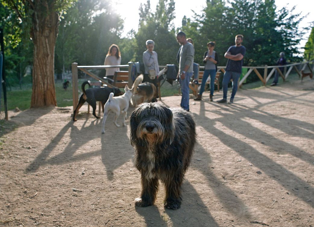 Sant Cugat acull una nova jornada d'adopcions, aquest cop amb gossos d'Olescan FOTO: Artur Ribera