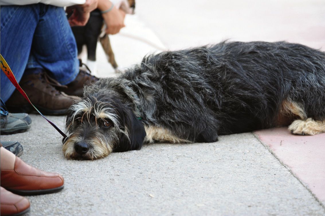 Olescan ofereix el servei de recollida d'animals a Sant Cugat  FOTO: Lali Puig