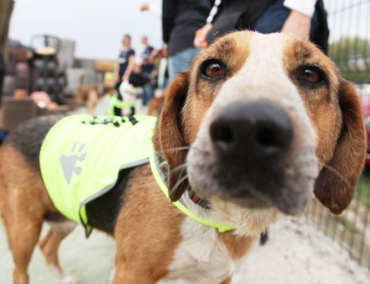 Els goosos perduts o abandonats ara els recull Caldes Animal  FOTO: Lali Puig