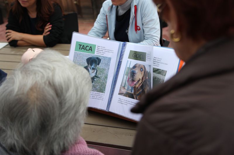 A més dels gossos que desfilaran, es poden conèixer la resta d'animals del Cau Amic FOTO: Lali Puig