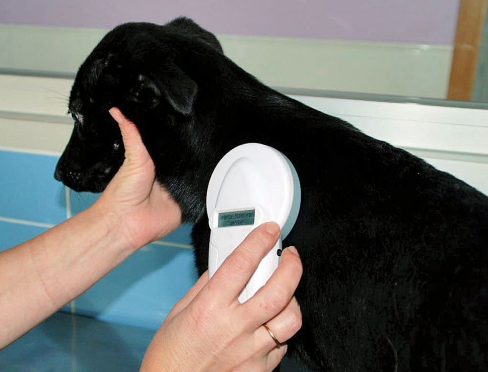 El xip és obligatori. FOTO: Cedida