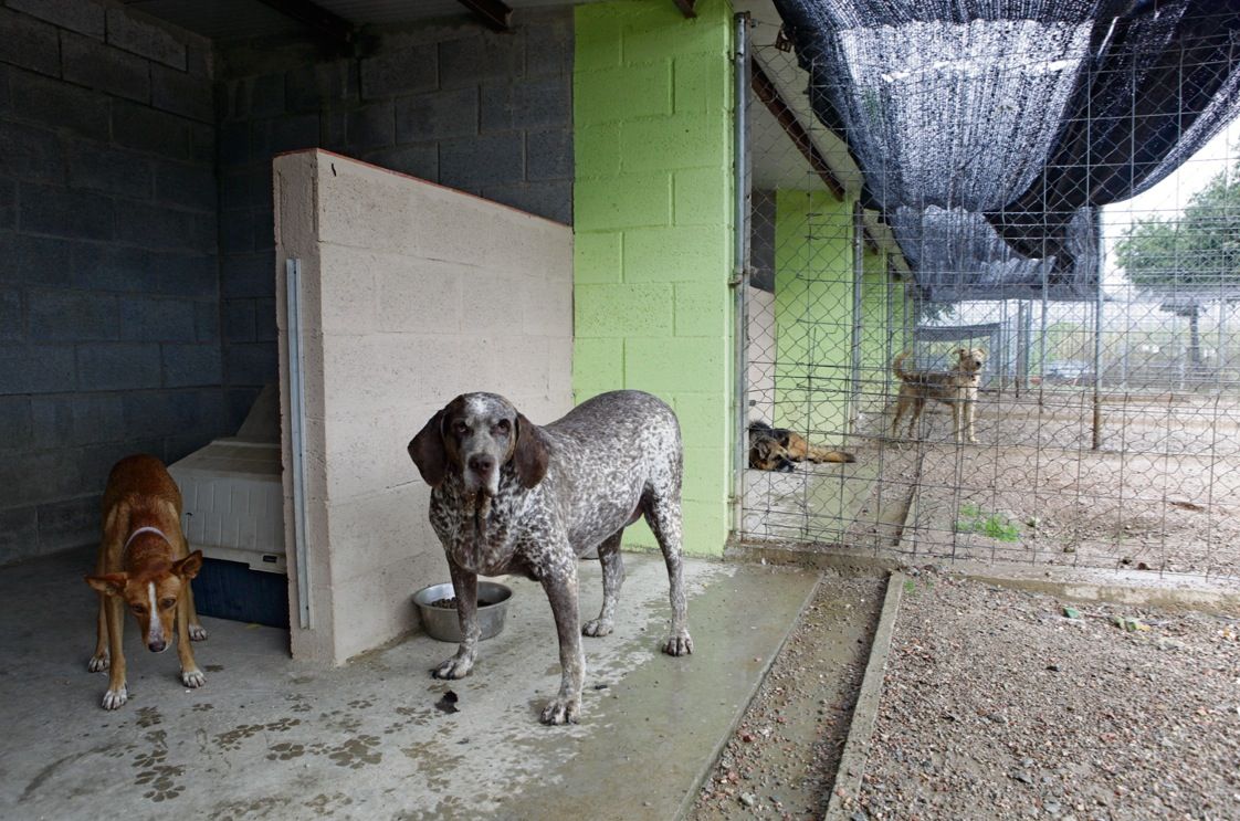 Lolo i Cheru són dos bons amics que conviuen a Cau Amic. FOTO. Artur Ribera