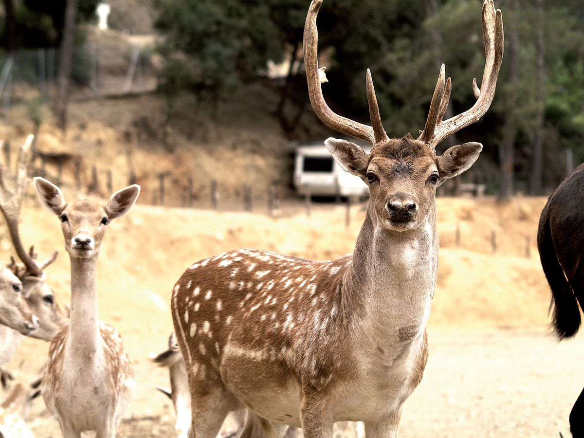 Una de les daines de Cal Castillo. Foto: Artur Ribera