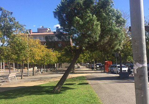 El pi en qüestió. FOTO: Cedida