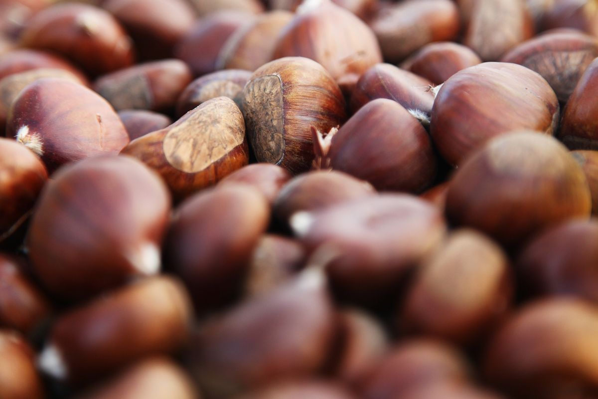 Temps de castanyes. FOTO: Lali Puig