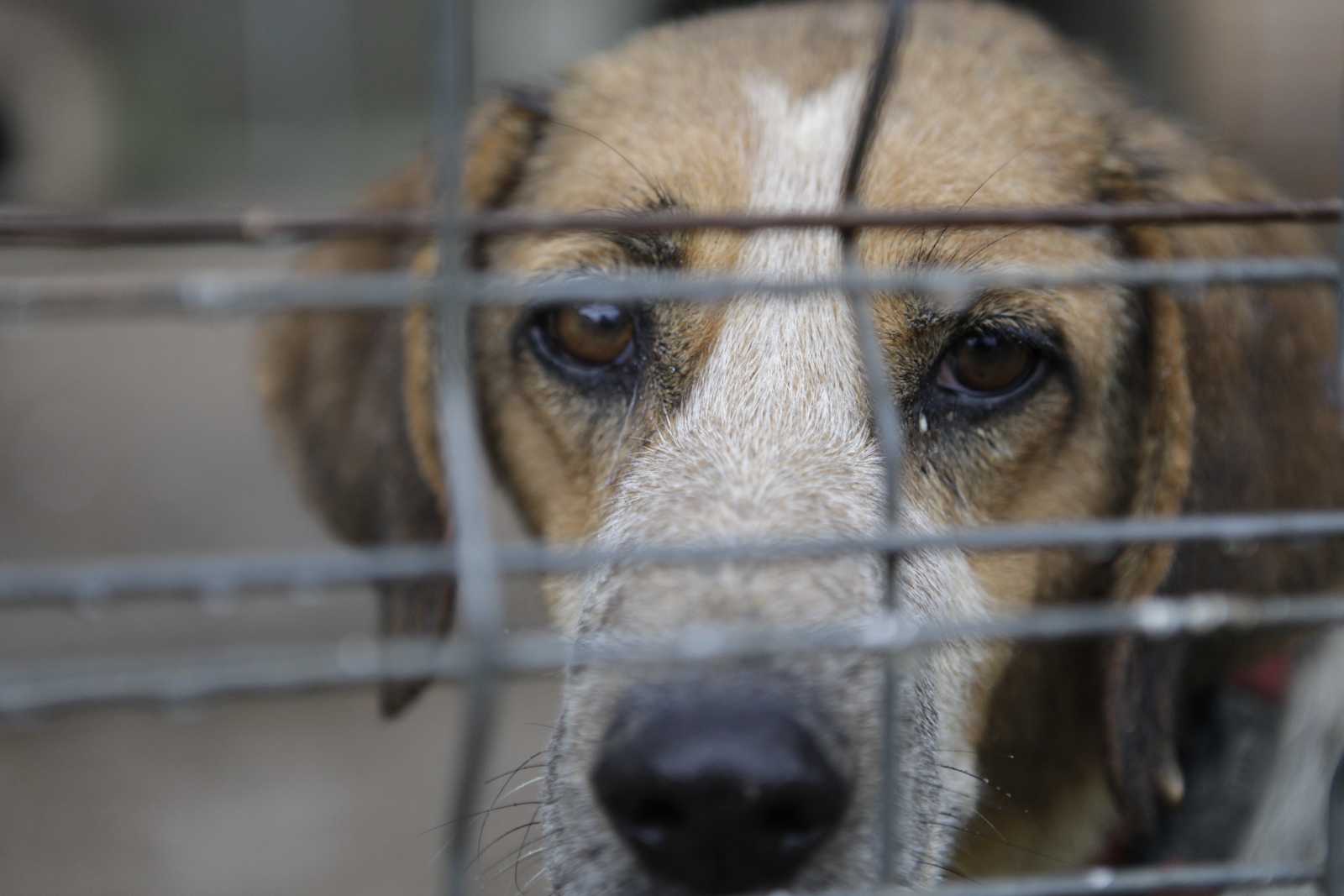 Sant Cugat tindrà un Centre d'Acollida d'Animals Domèstics  FOTO: Artur Ribera