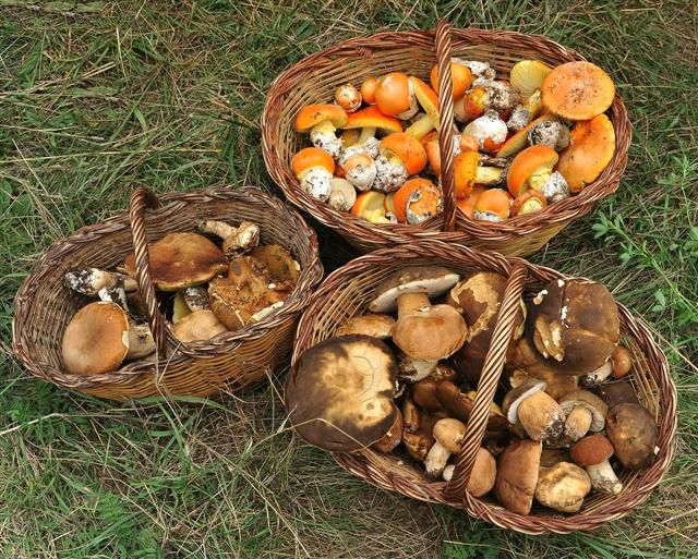 Imatge de cistells amb bolets FOTO: Arxiu