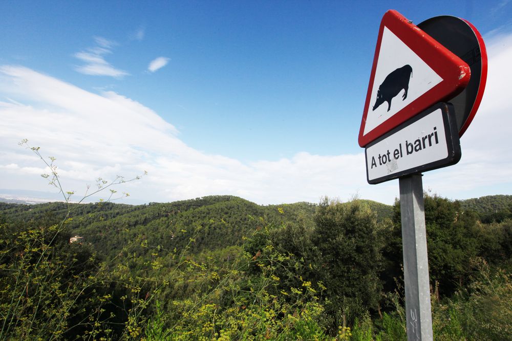 L'administració té l'obligació de senyalitzar la presència de senglars FOTO: Lali Puig