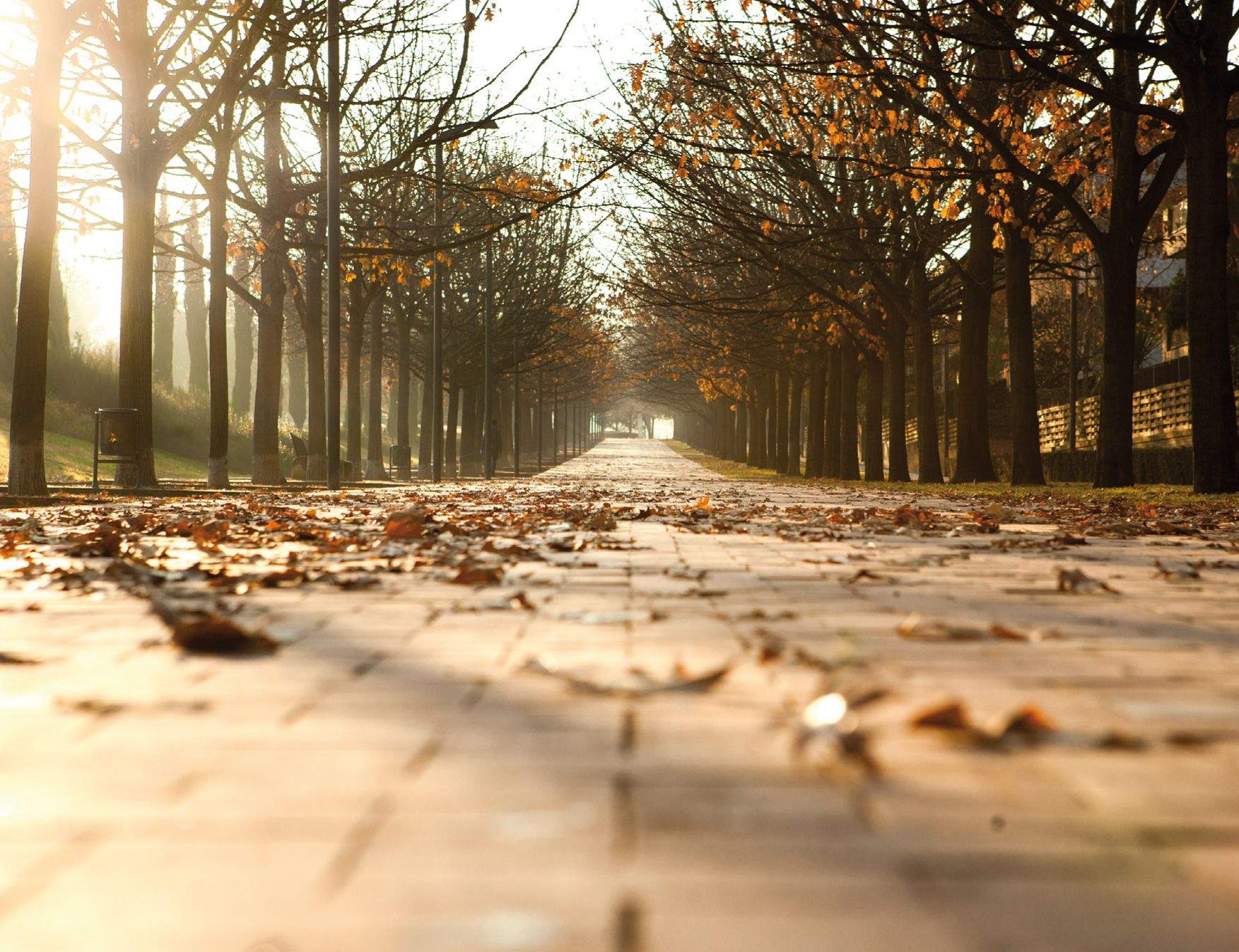 Fotografia del passeig de Gaudí. FOTO: Artur Ribera