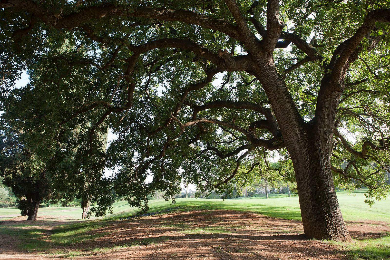 Els arbres tapen els llums del carrer . FOTO: Artur Ribera