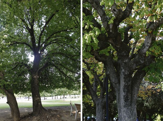 Oms del Monestir i Castanyers de la Índia. FOTO: Artur Ribera