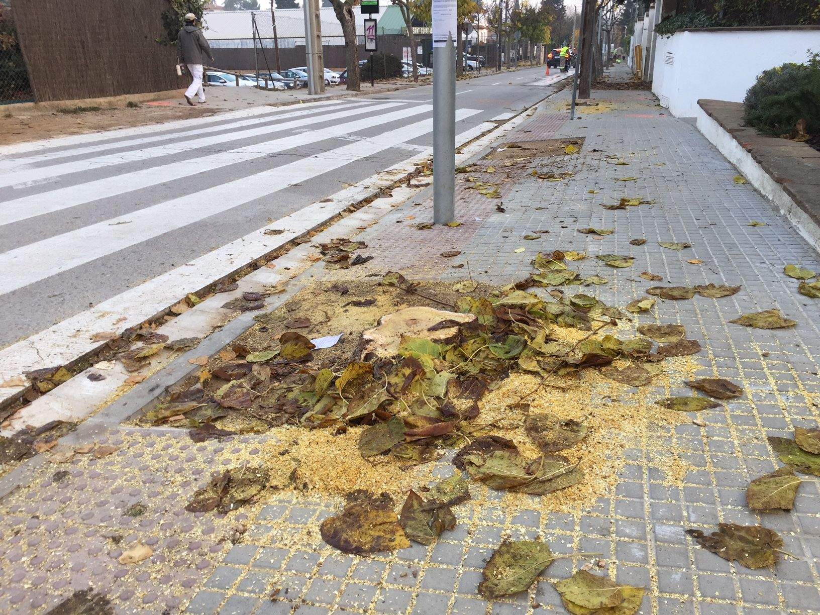 Una de les moreres talades. FOTO: X. Grau