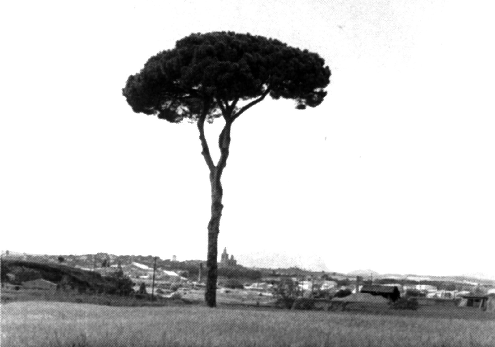 El Pi d'en Xandri (1941)