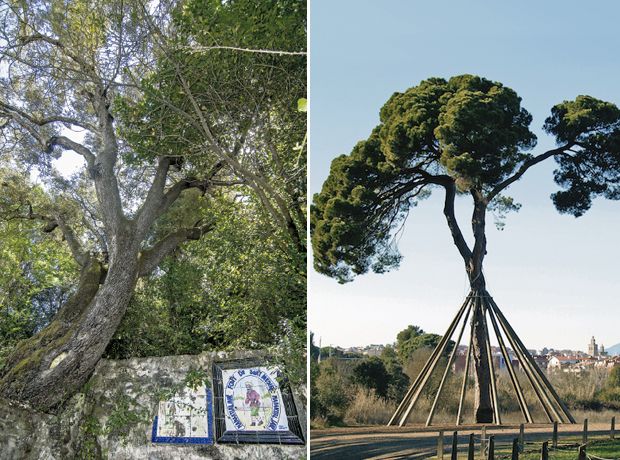 Aquests arbres són dels més visitats de la ciutat