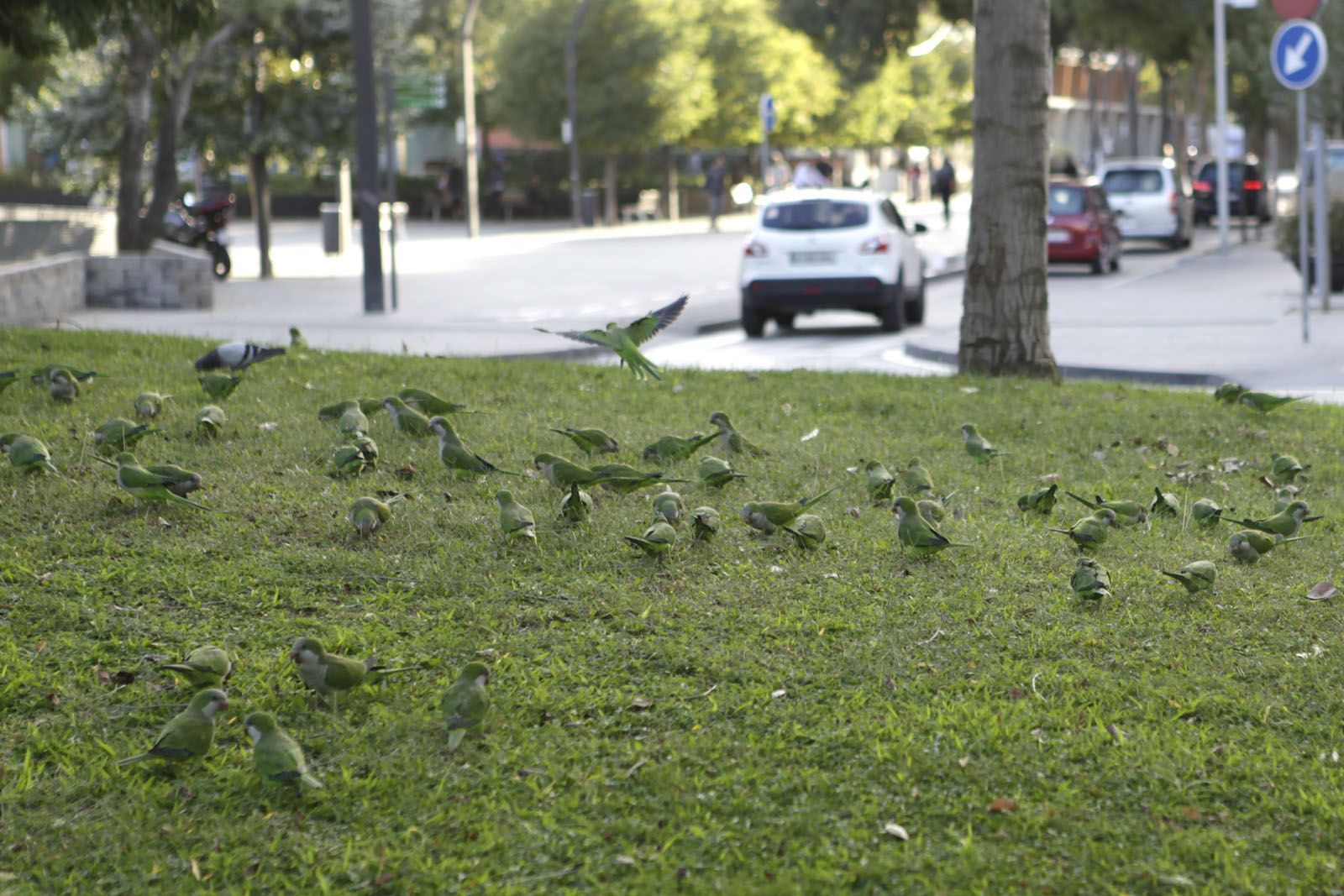 Cotorres de Sant Cugat. FOTO: Artur Ribera