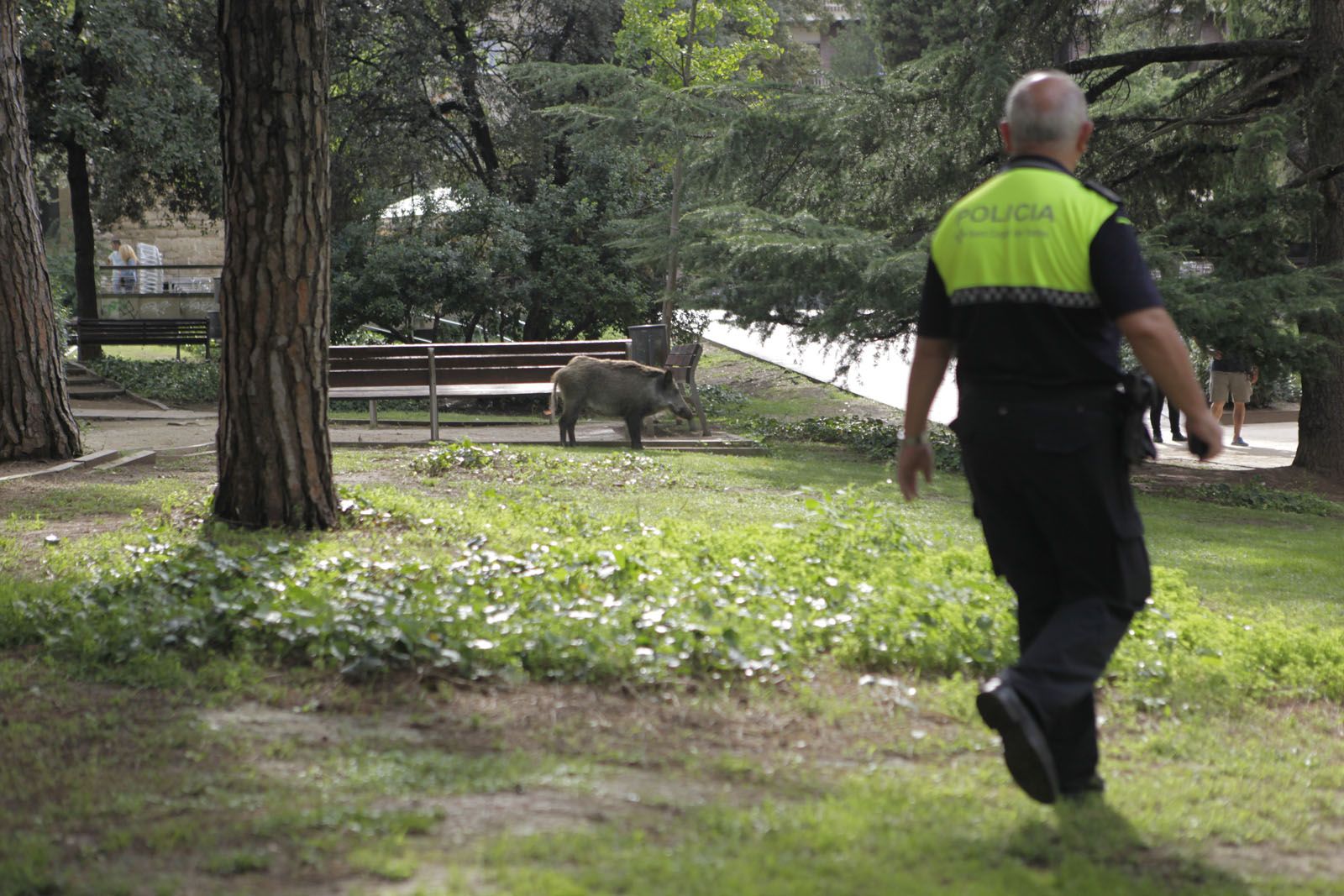 Un sanglar s'acosta a la Casa de Cultura. FOTO: Artur Ribera