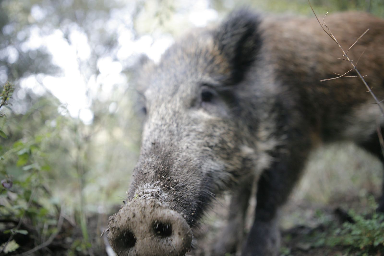 Un senglar molt curiós. FOTO: Artur Ribera
