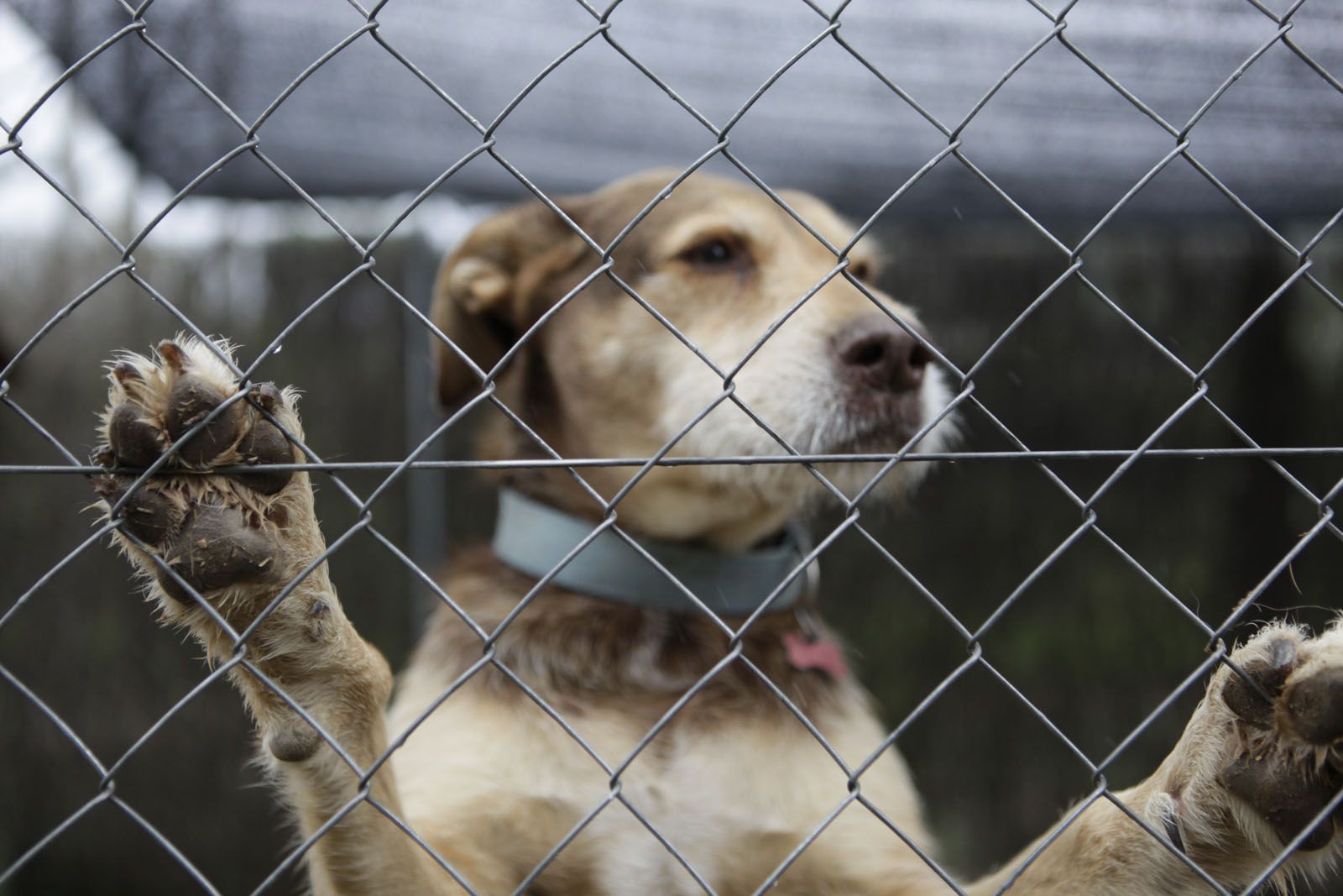 Busca company al Cau Amic. FOTO: Artur Ribera