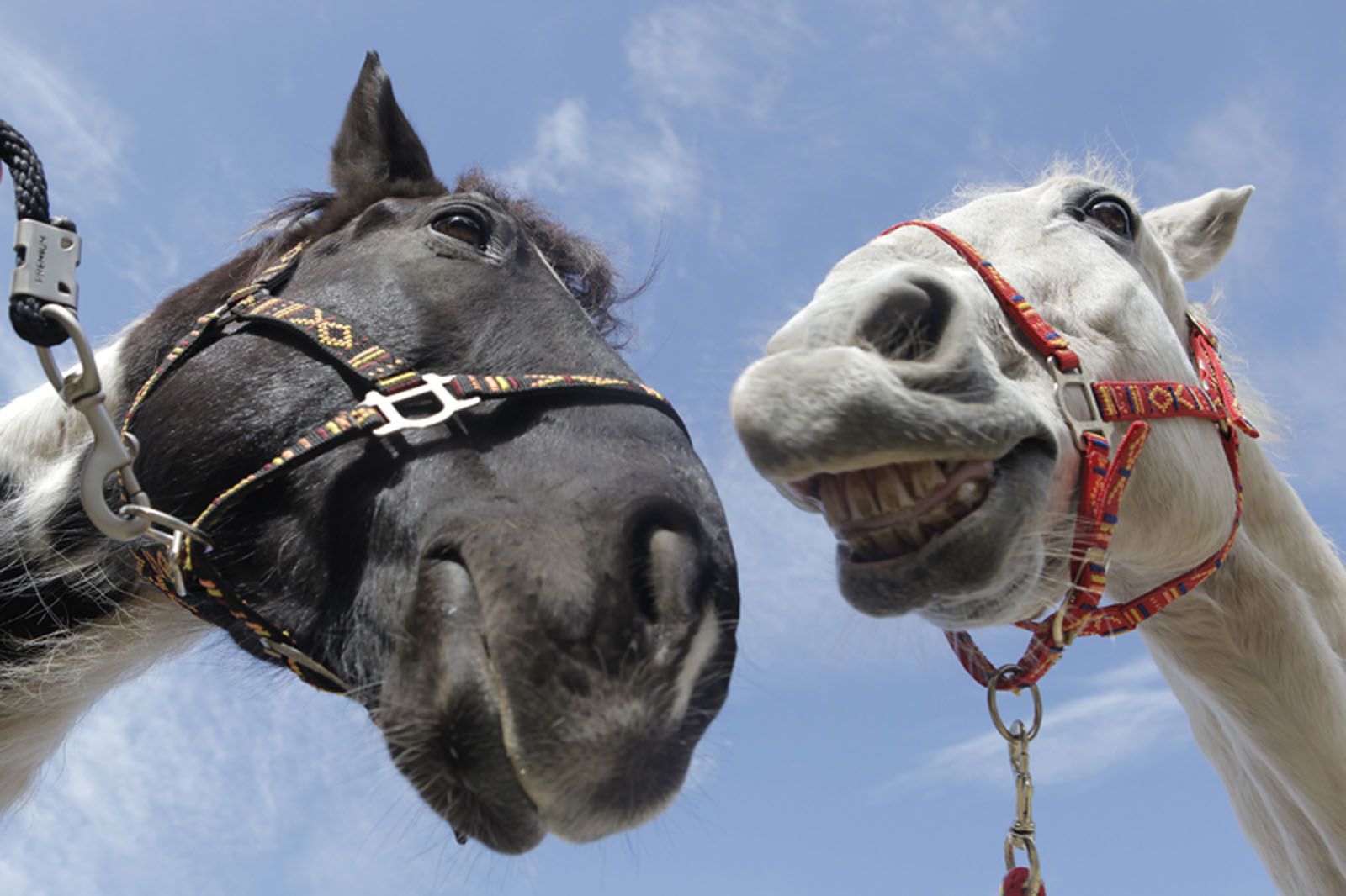 A cavall entre el blanc i el negre Fundación Federica Cerdá. FOTO: Artur Ribera