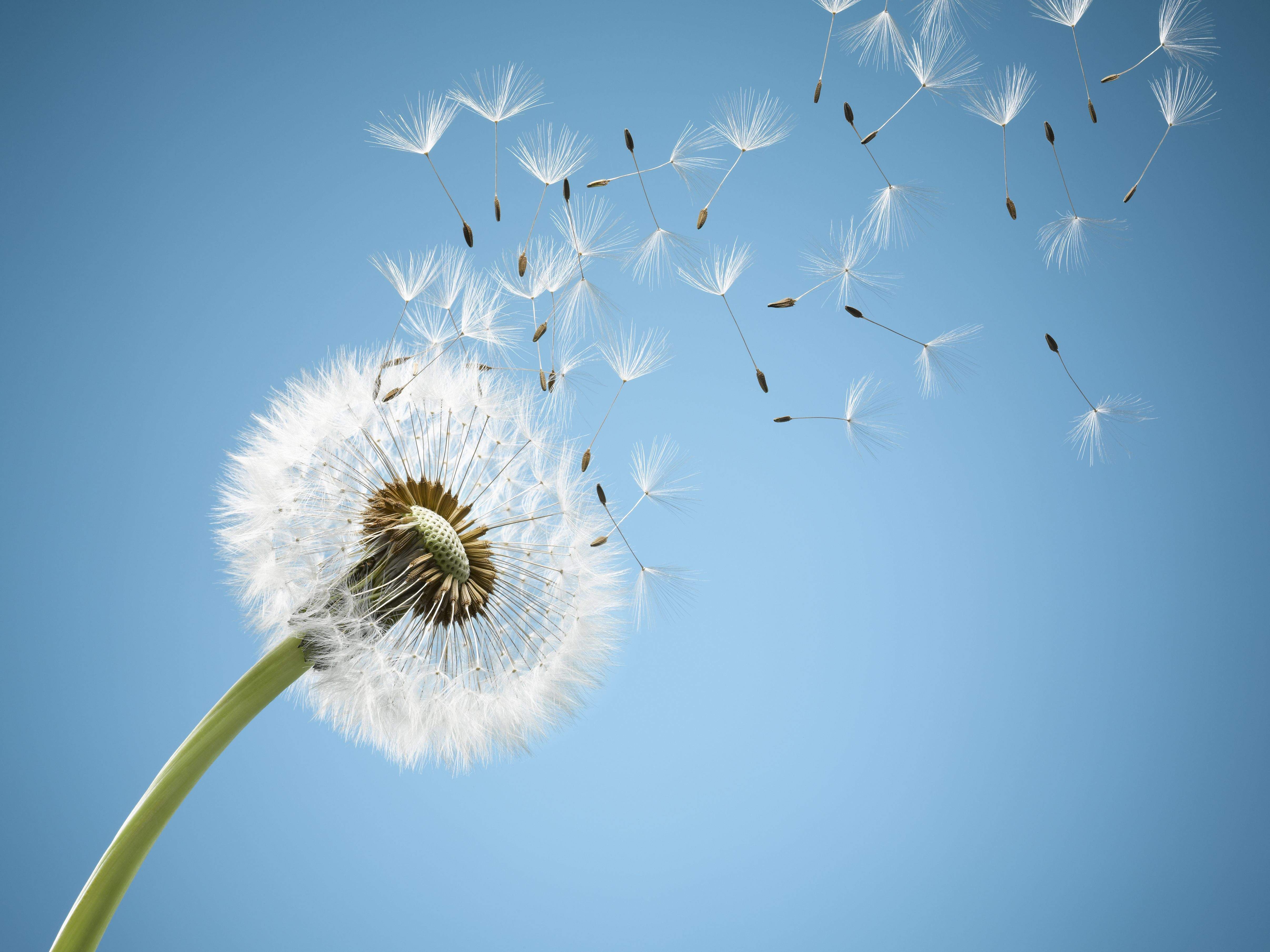 Aquest 2016, els teus desitjos es poden fer realitat. FOTO: Cedida