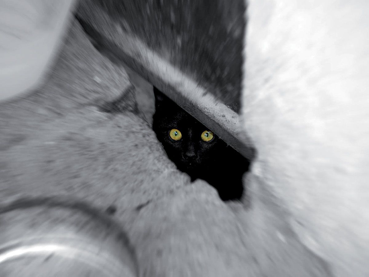 Pel gener bodes de gats i marrameus pels terrats   Foto: Artur Ribera