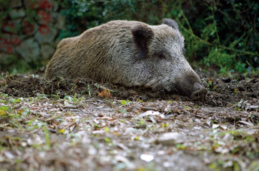 Actualment es calcula que hi ha més de 1.000 exemplars. FOTO: Artur Ribera