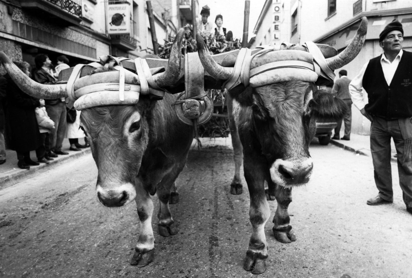 Tir de bous Sant Antoni (1993) FOTO: Mané Espinosa