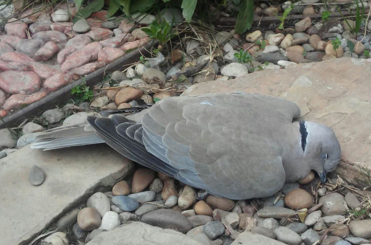 La casa està ubicada a la Floresta. FOTO: David Gros