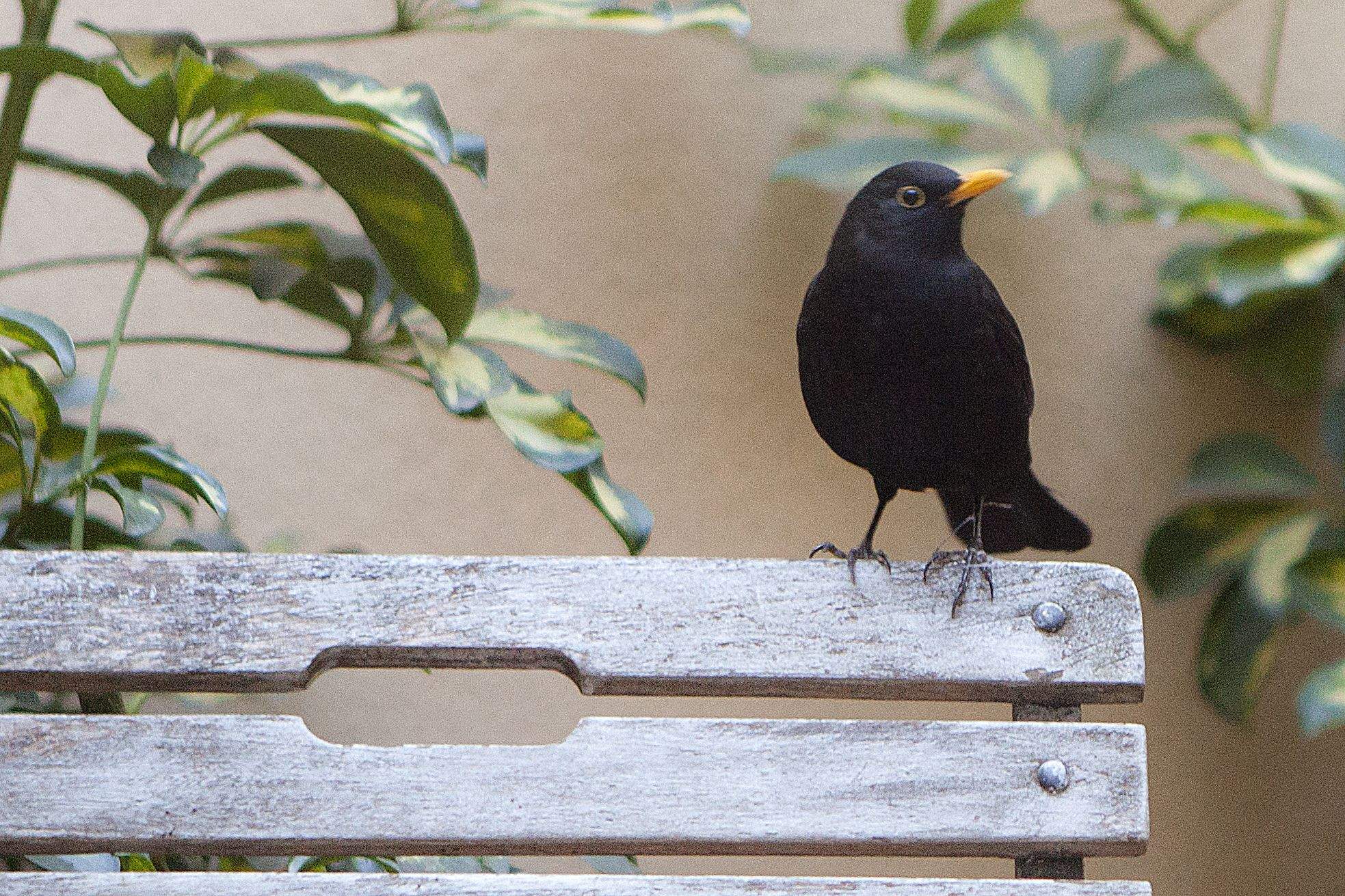 M'ho ha dit un ocell. FOTO: Artur Ribera