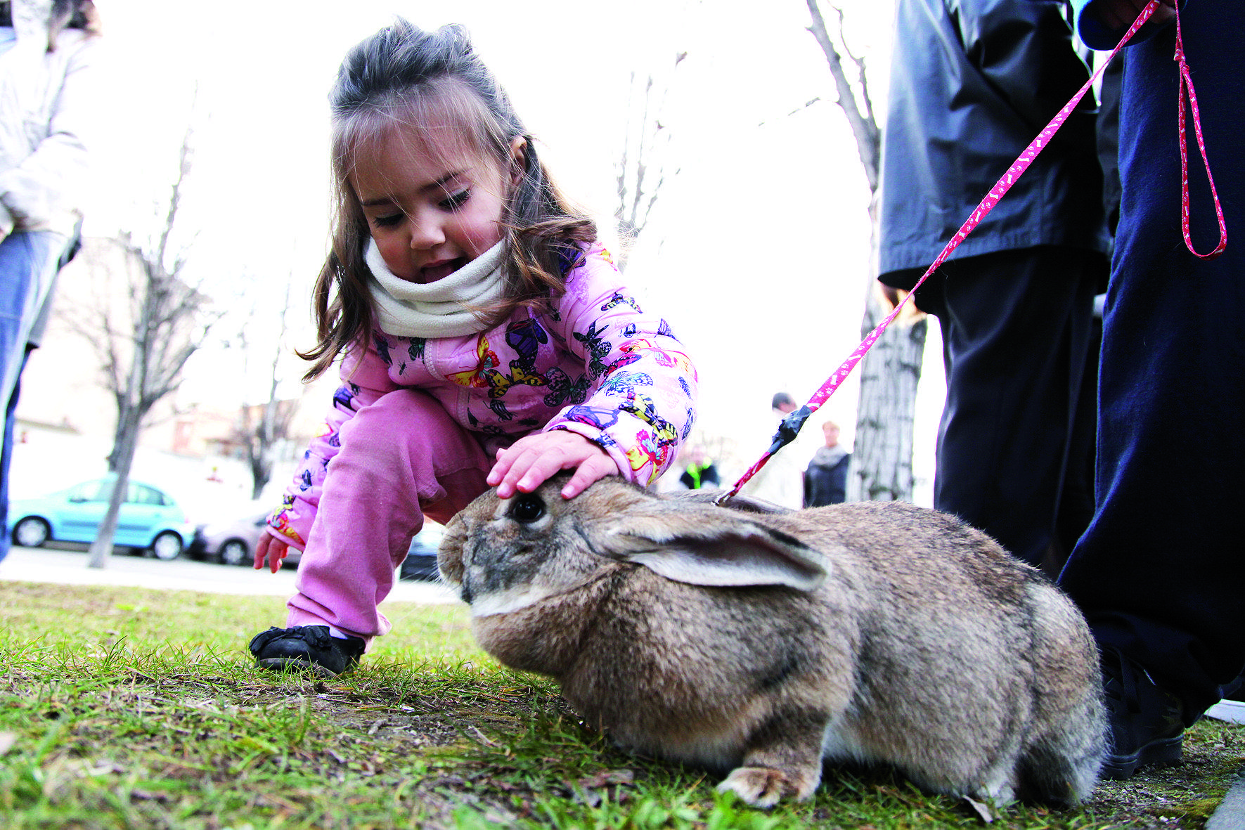 Sant Antoni és el patró dels animals feiners. FOTO: L. Puig