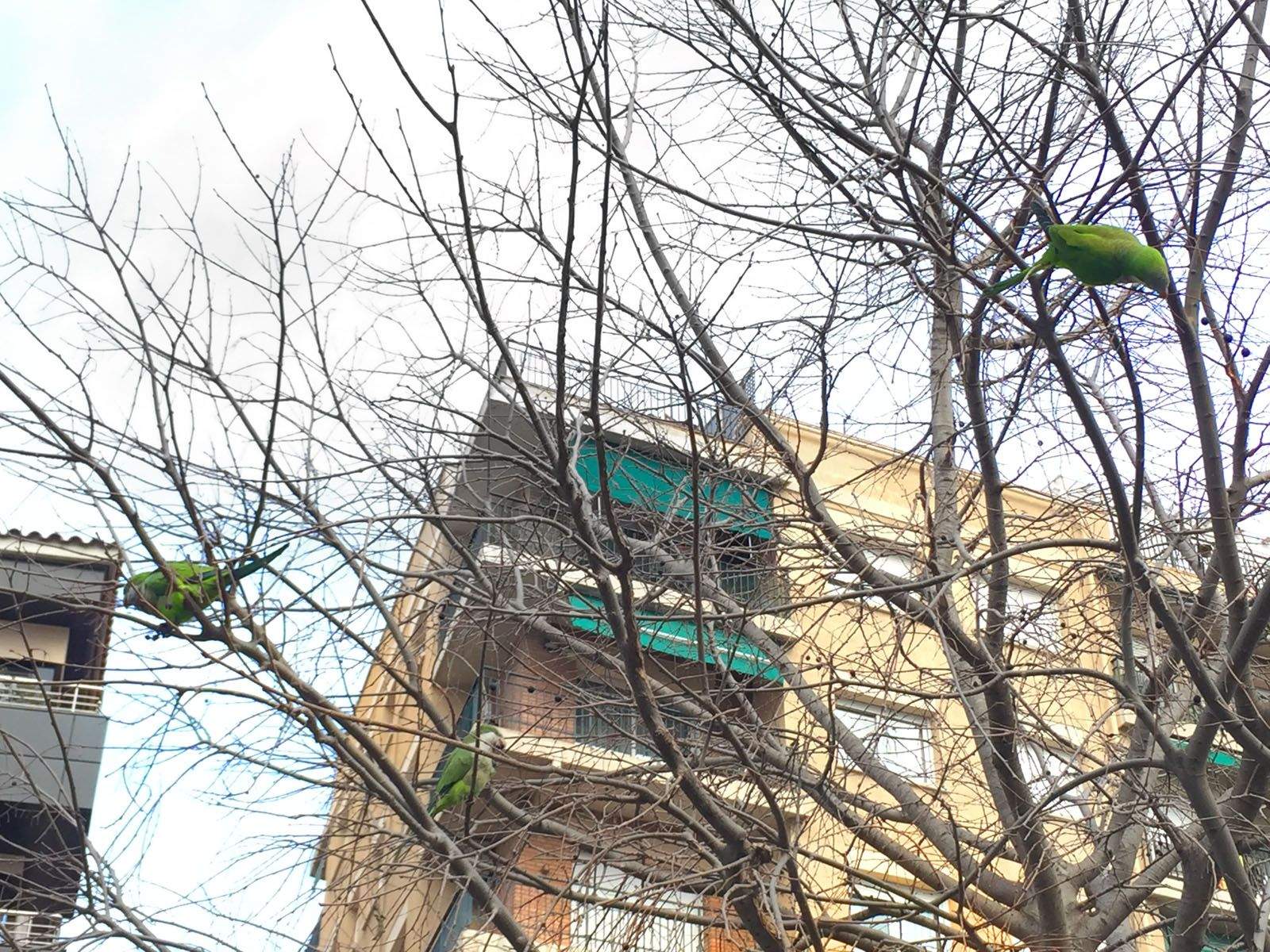 Verd forà. FOTO: Àgata Guinó