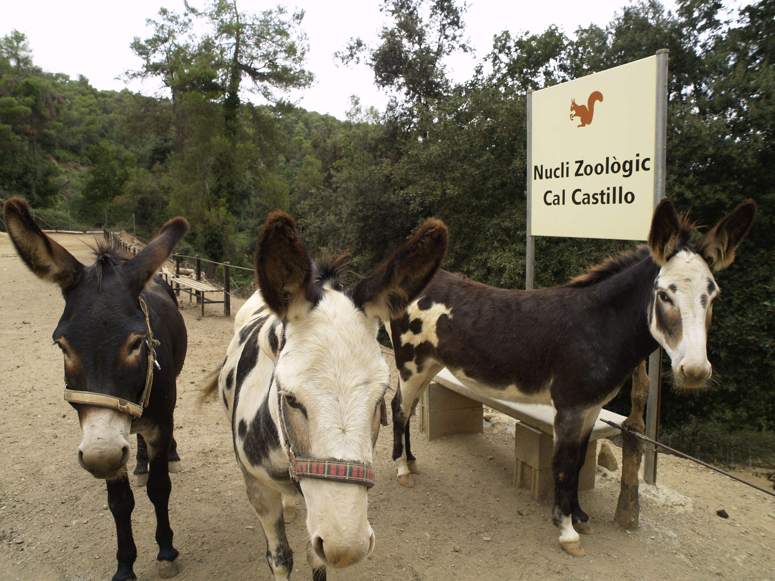 L'Ajuntament pagarà 51.135, 85 euros als propietaris de Cal Castillo per la seva expropiació. FOTO: Artur Ribera