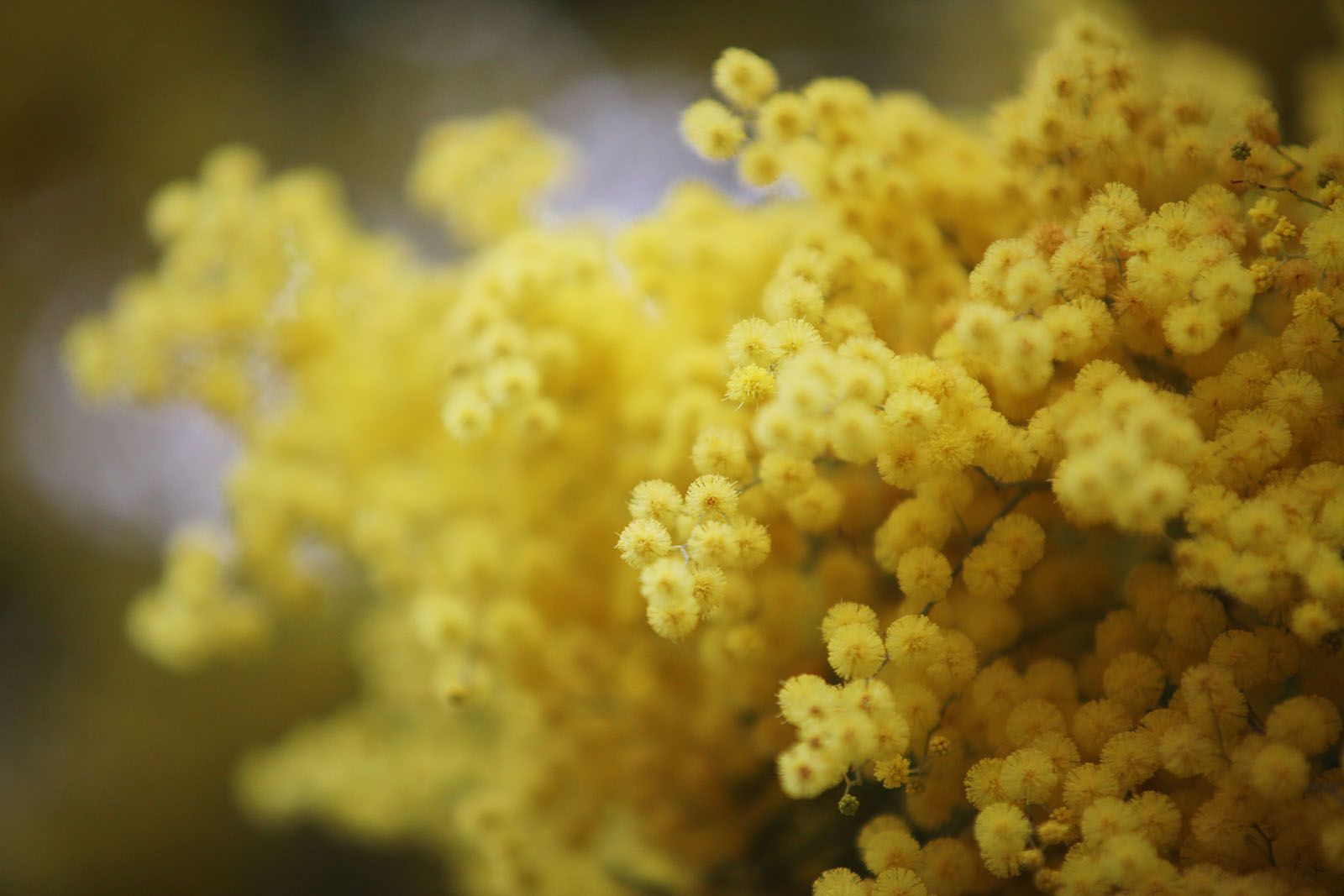 Mimosa florida. FOTO: Lali Puig