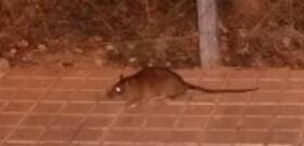 Una de les rates que han vist els veïns Foto: cedida
