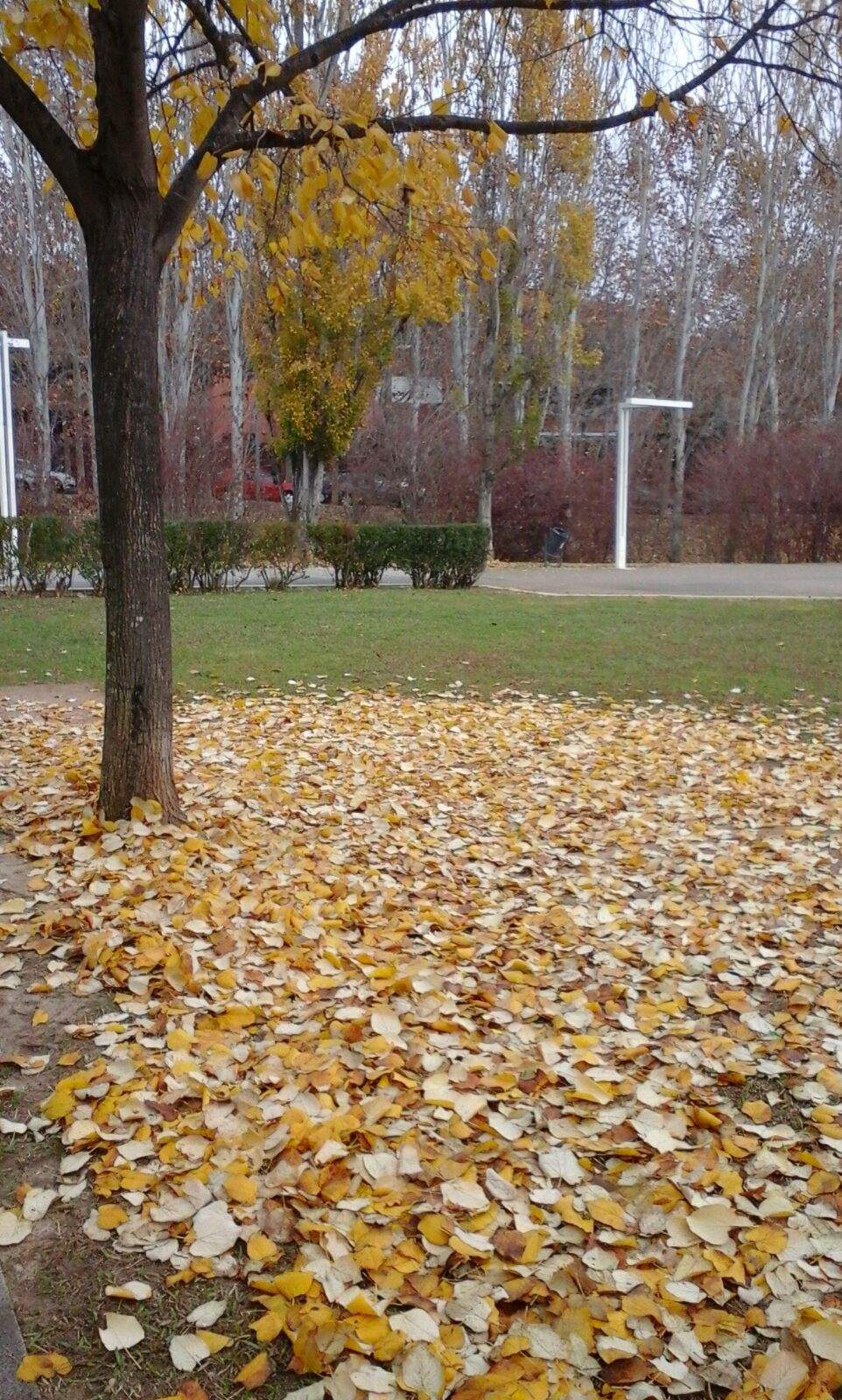 Susana Antón Gómez