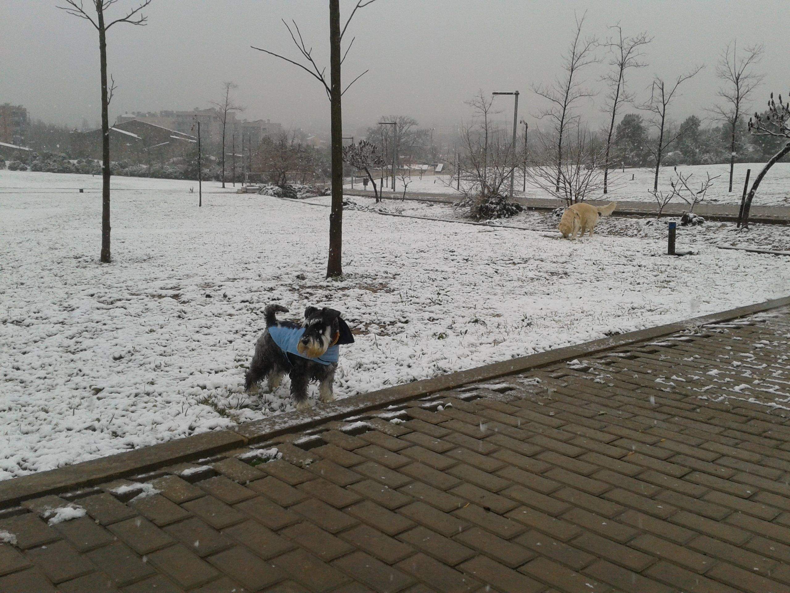 Alvaro Clerico Rodés