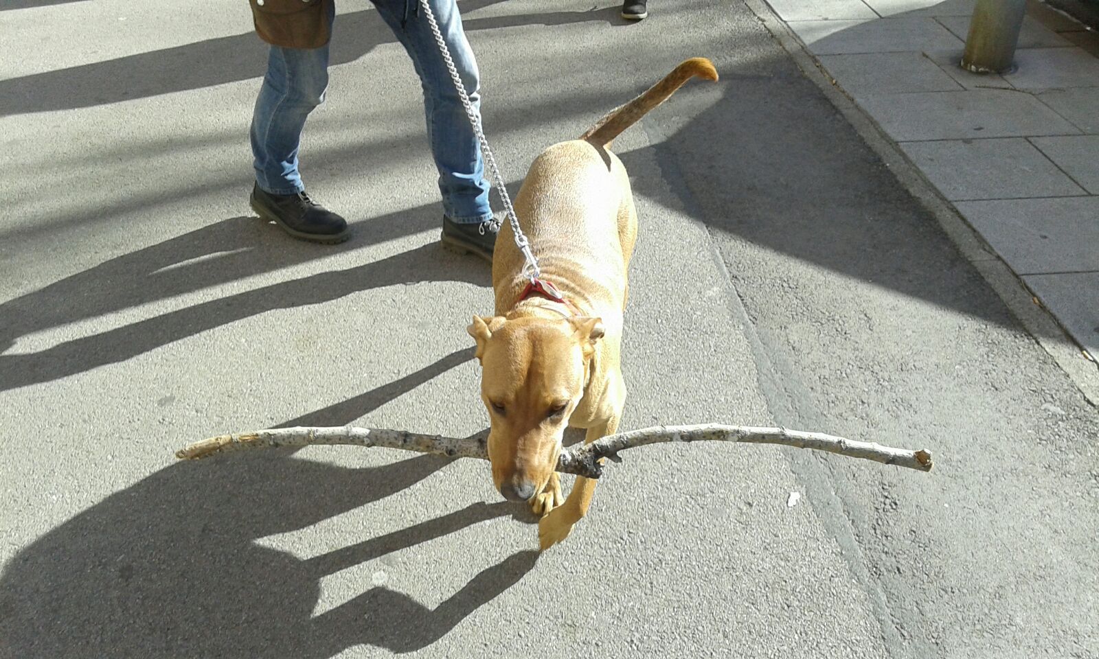 Elisabet Llobet Castellet