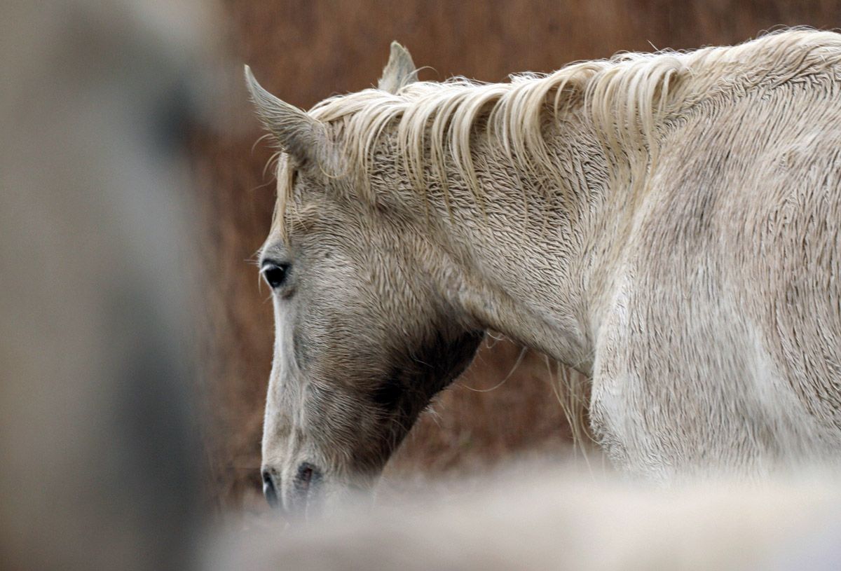 Diverses espècies de líquens trobats al nucli urbà de Sant Cugat: Liquen Foliaci (A); Mosaic de tres espècies de líquens de coloració ben diferent (B); Detall dels apotecis , els cossos reproductors del liquen (C); Liquen crustaci (D) FOTO: Enric Ortega