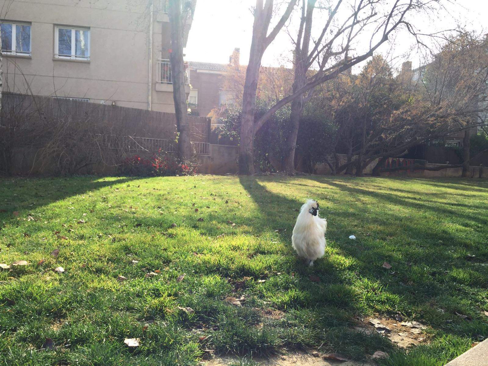 Passejant el gall. FOTO: Àgata Guinó