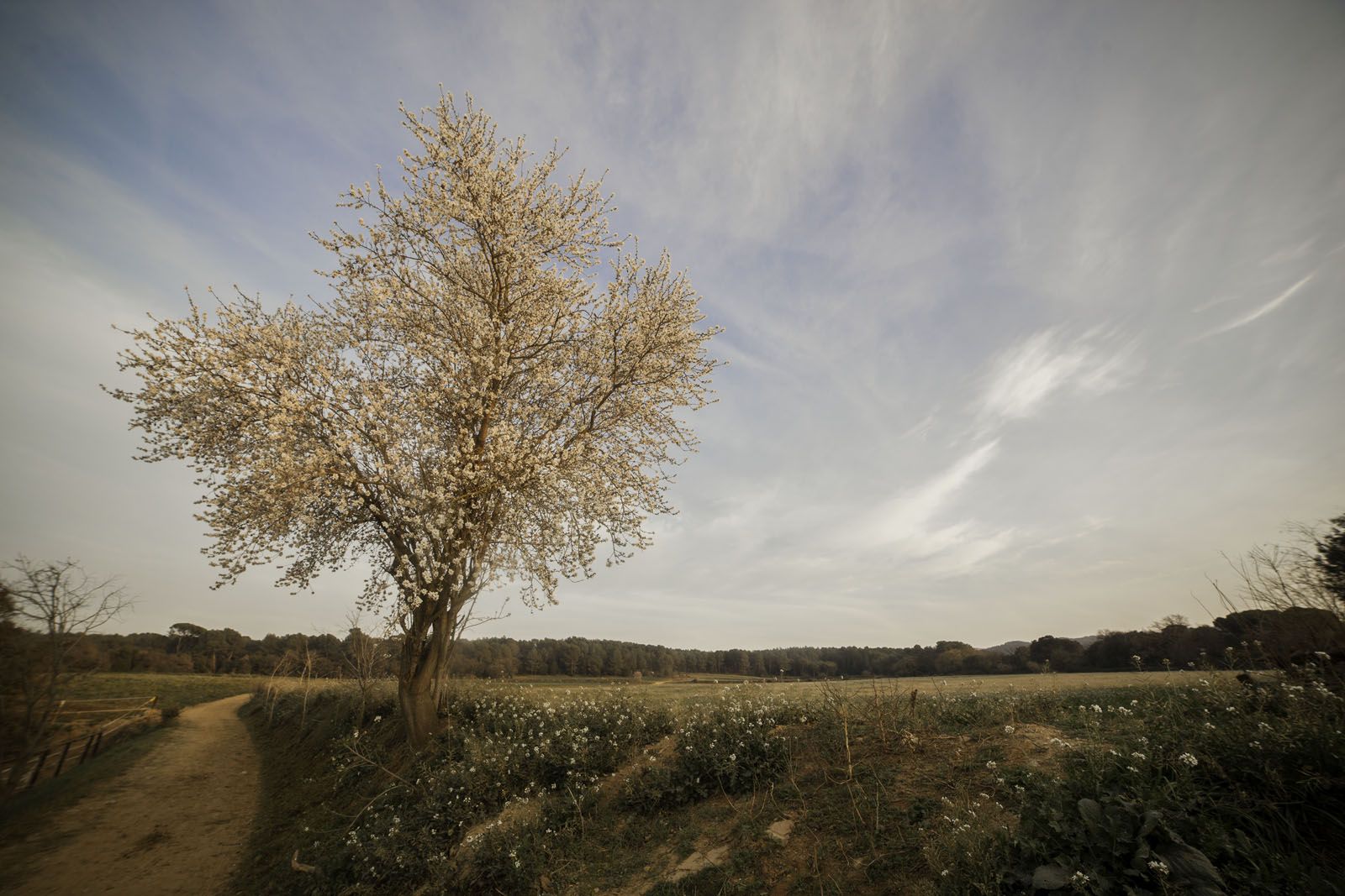 Ja floreixen! FOTO: Artur Ribera